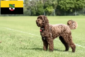 Read more about the article Hodowcy i szczenięta labradoodle w Saksonia-Anhalt