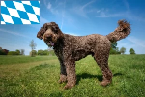 Read more about the article Hodowcy i szczenięta labradoodle w Bawaria