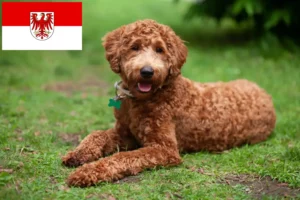 Read more about the article Hodowcy i szczenięta labradoodle w Brandenburgia