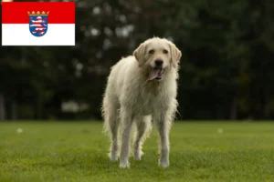 Read more about the article Hodowcy i szczenięta labradoodle w Hesja