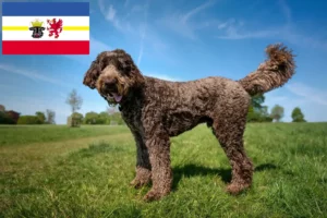 Read more about the article Hodowcy i szczenięta labradoodle w Meklemburgia-Pomorze Przednie