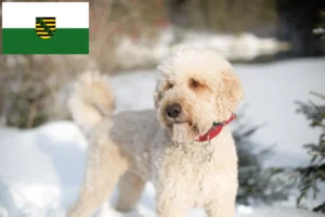 Read more about the article Hodowcy i szczenięta labradoodle w Saksonia