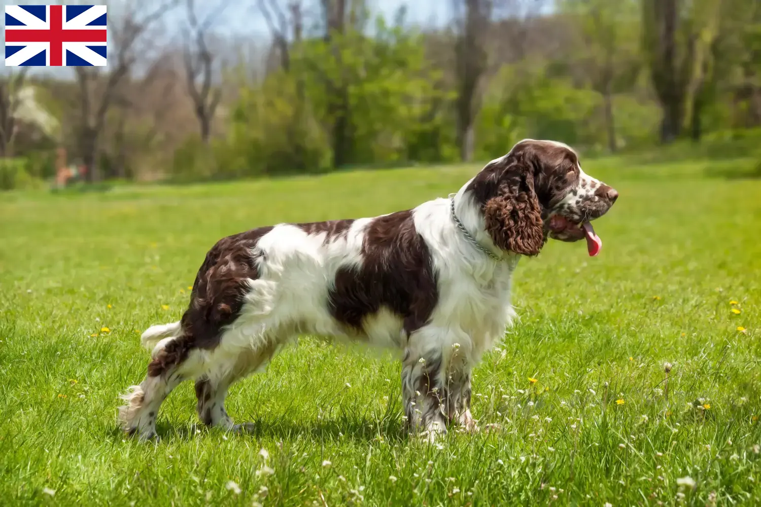 Read more about the article Hodowcy i szczenięta Springer spaniel angielski w Wielka Brytania