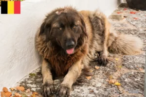 Read more about the article Cão Da Serra Da Estrela hodowcy i szczenięta w Belgia