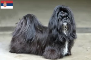 Read more about the article Hodowcy i szczenięta Shih Tzu w Serbia