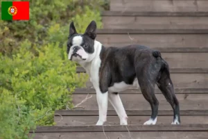 Read more about the article Hodowcy i szczenięta Boston terrier w Portugalia