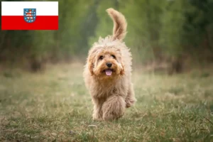 Read more about the article Cavoodle hodowcy i szczenięta w Turyngia