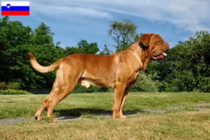 Read more about the article Hodowcy i szczenięta Dogue de Bordeaux w Słowenia