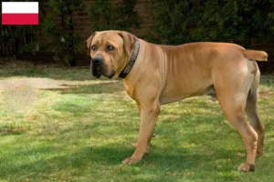 Read more about the article Boerboel hodowcy i szczenięta w Polska