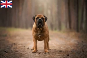 Read more about the article Hodowcy i szczenięta Boerboel w Wielka Brytania