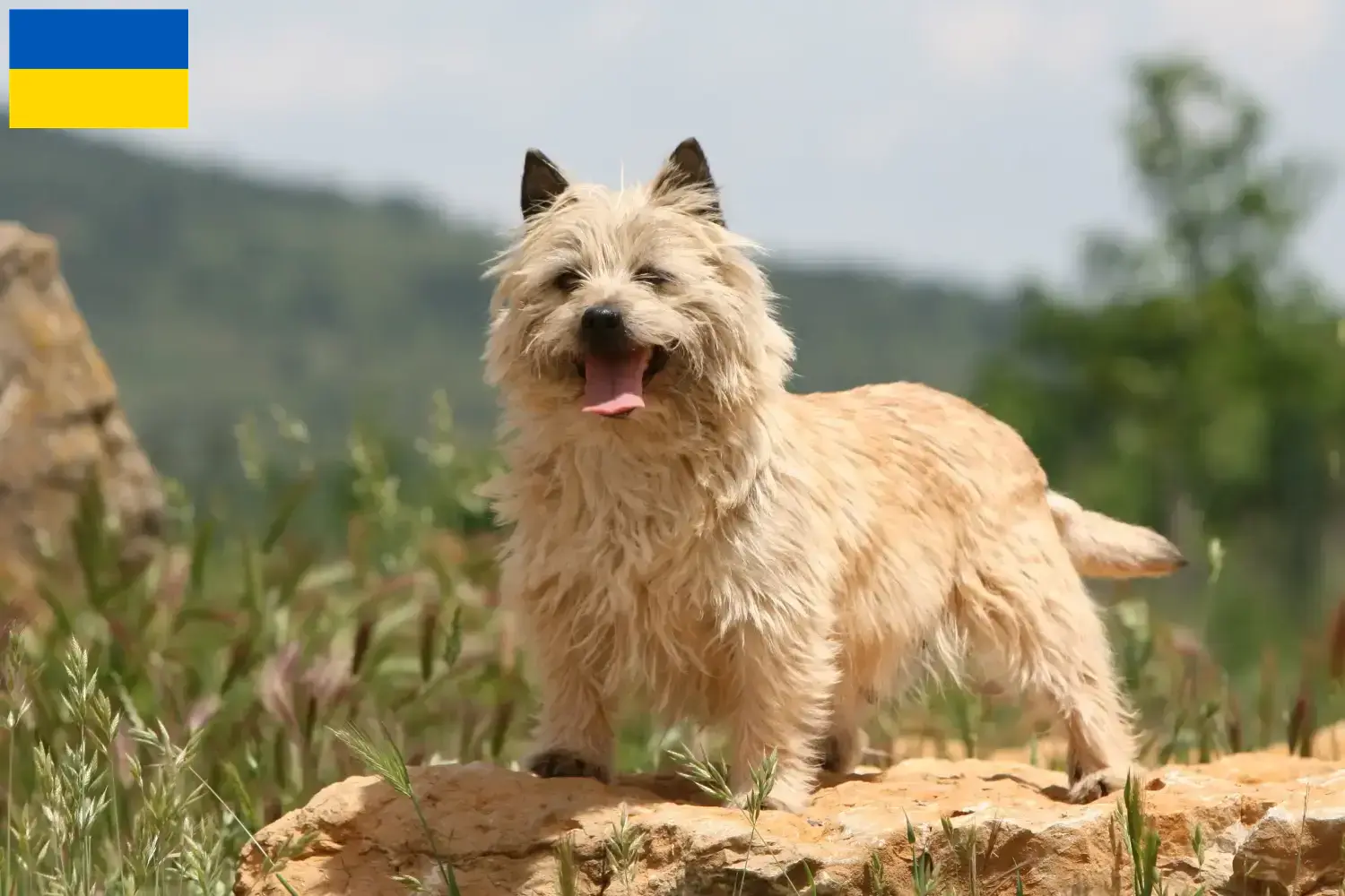 Read more about the article Hodowcy i szczenięta Cairn terrier w Ukraina