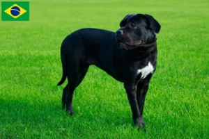 Read more about the article Cane corso włoski hodowcy i szczenięta w Brazylia