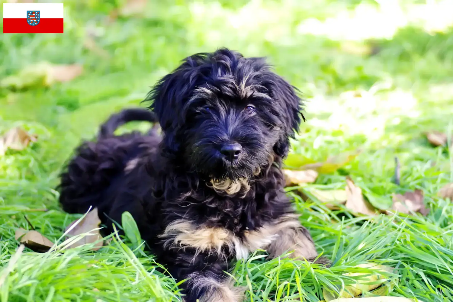 Read more about the article Cão da Serra de Aires hodowcy i szczenięta w Turyngia