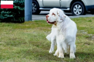 Read more about the article Hodowcy i szczenięta Clumber spaniel w Polska