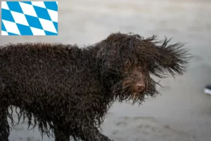 Read more about the article Hodowcy i szczenięta irlandzki spaniel wodny w Bawaria