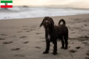 Read more about the article Hodowcy i szczenięta irlandzki spaniel wodny w Nadrenia Północna-Westfalia