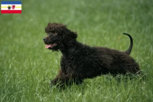 Read more about the article Hodowcy i szczenięta Irish Water Spaniel w Meklemburgia-Pomorze Przednie