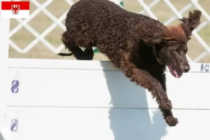 Read more about the article Hodowcy i szczenięta irlandzki spaniel wodny w Brandenburgia