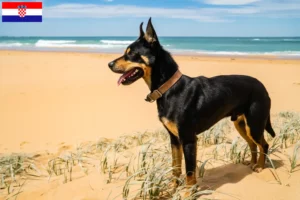 Read more about the article Hodowcy i szczenięta Australian Kelpie w Chorwacja