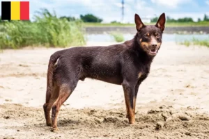 Read more about the article Hodowcy i szczenięta Australian Kelpie w Belgia