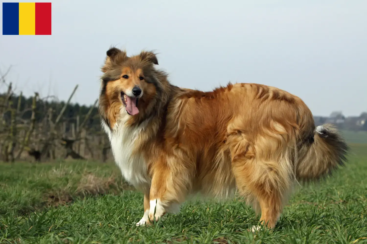 Read more about the article Hodowcy i szczenięta Collie w Rumunia