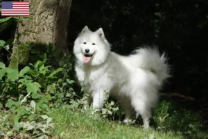 Read more about the article Hodowcy i szczenięta rasy Samoyed w USA