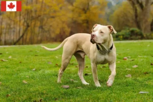 Read more about the article Hodowcy i szczenięta American Pit Bull Terrier w Kanada