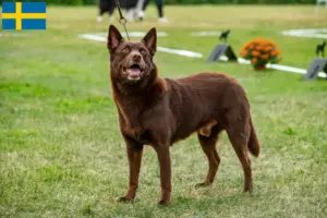 Read more about the article Hodowcy i szczenięta Australian Kelpie w Szwecja