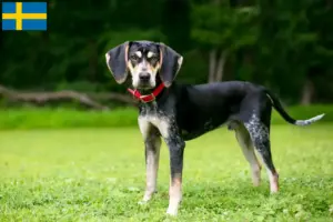 Read more about the article Hodowcy i szczenięta Bluetick coonhound w Szwecja