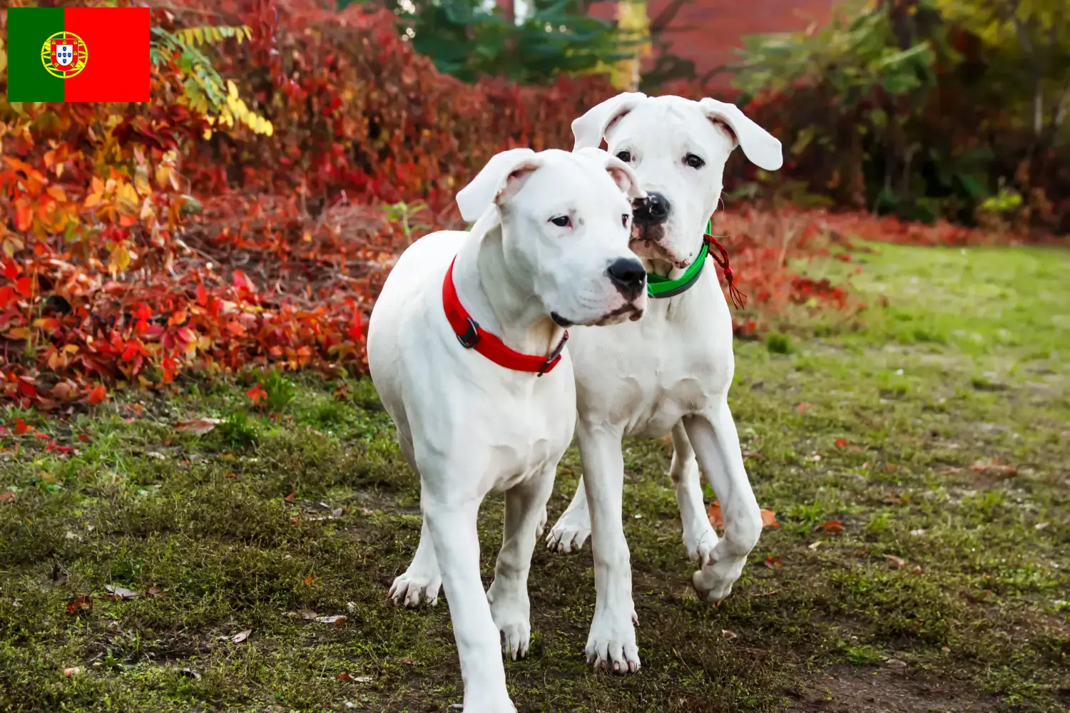 Read more about the article Hodowcy i szczenięta Dogo Argentino w Portugalia