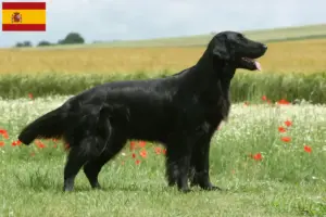 Read more about the article Hodowcy i szczenięta Flat Coated Retriever w Hiszpania