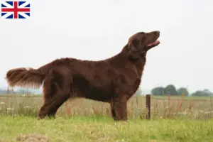 Read more about the article Hodowcy i szczenięta Flat Coated Retriever w Wielka Brytania