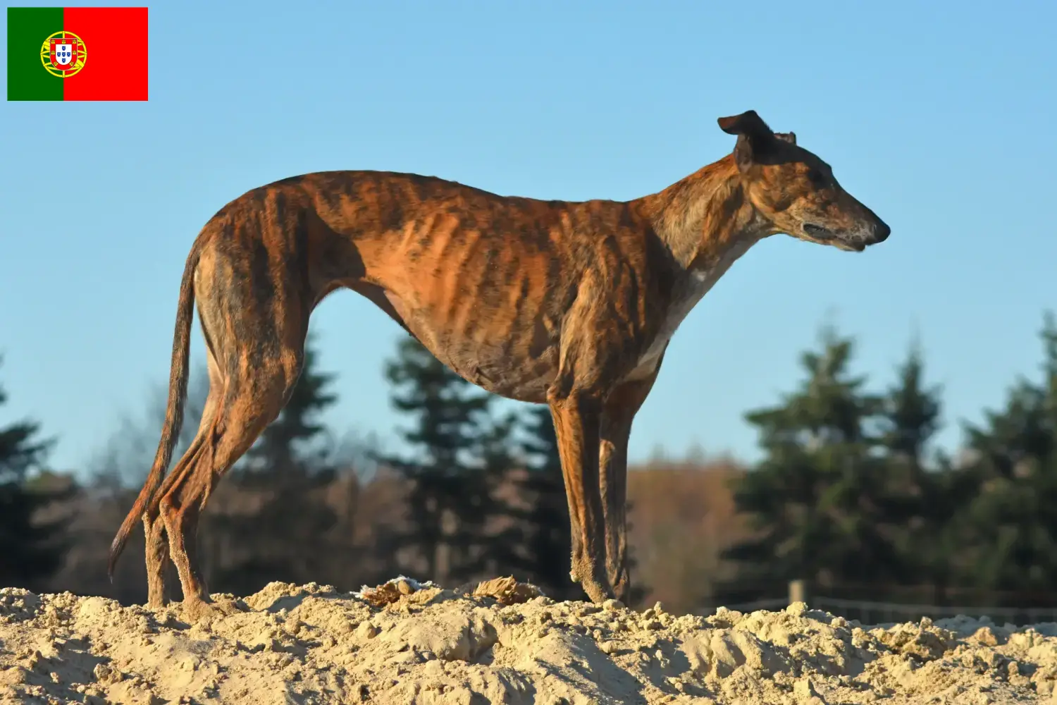 Read more about the article Galgo Espanol hodowcy i szczenięta w Portugalia