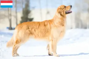 Read more about the article Hodowcy i szczenięta Golden Retriever w Luksemburg