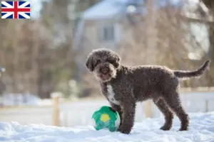 Read more about the article Hodowcy i szczenięta Lagotto romagnolo w Wielka Brytania